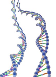 test del dna test del dna